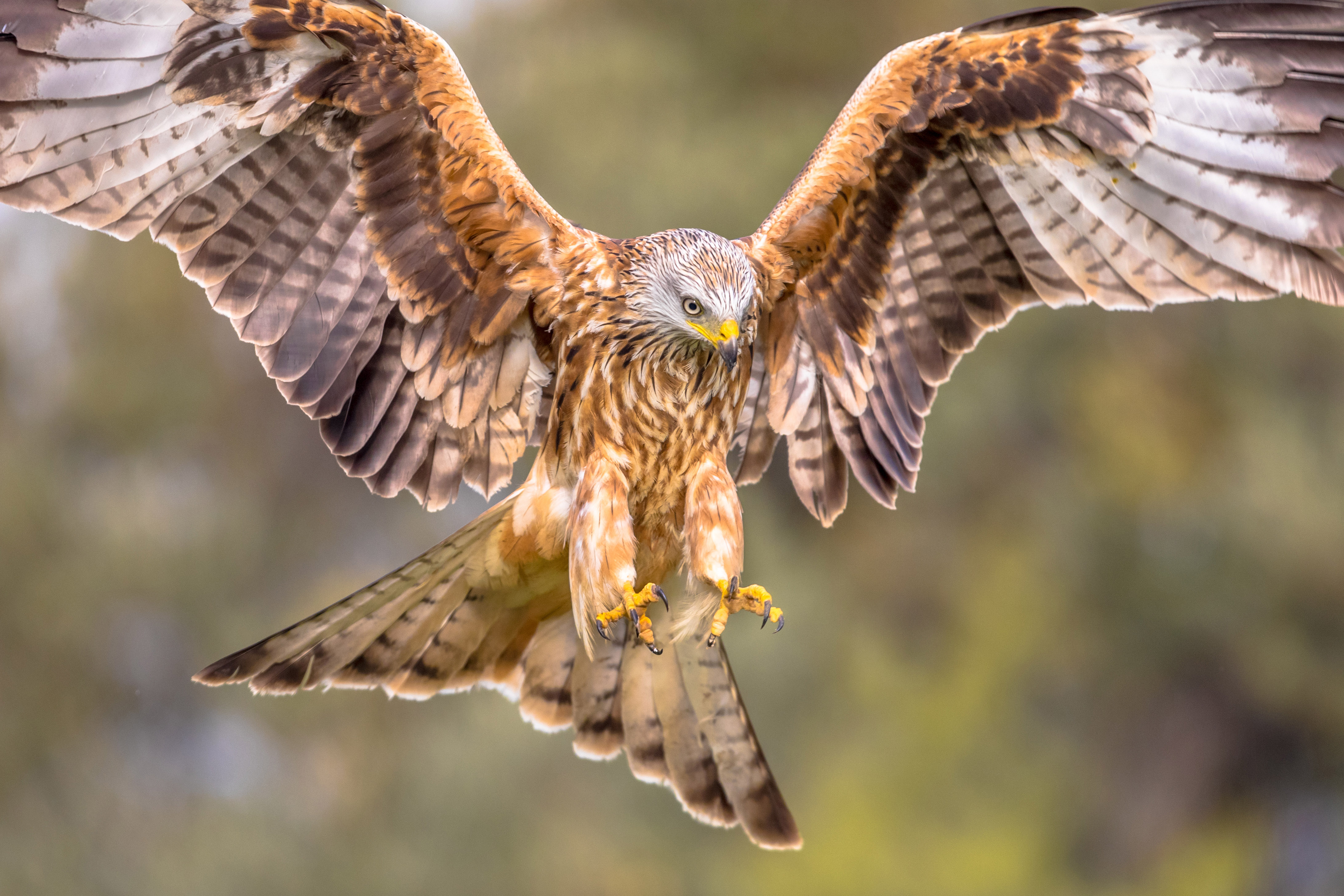 Red Kite ascending